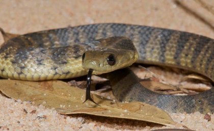 Tiger snakes are part of a group that has existed for 10 million years. Credit: Stewart Macdonald